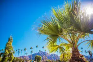 Coachella Valley Vegetation. Palm Springs, California, United States of America.