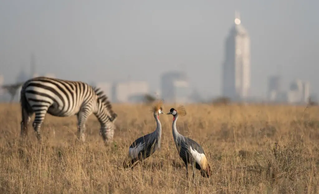 two birds standing in a field with zebras in the background