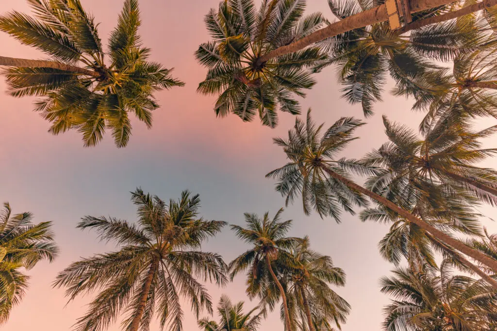 looking up a group of palm trees